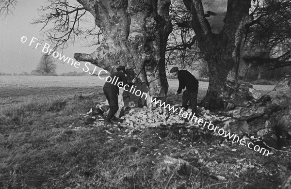 TREE FELLING AND WOODCHOPPING